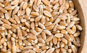 Wheat Grain