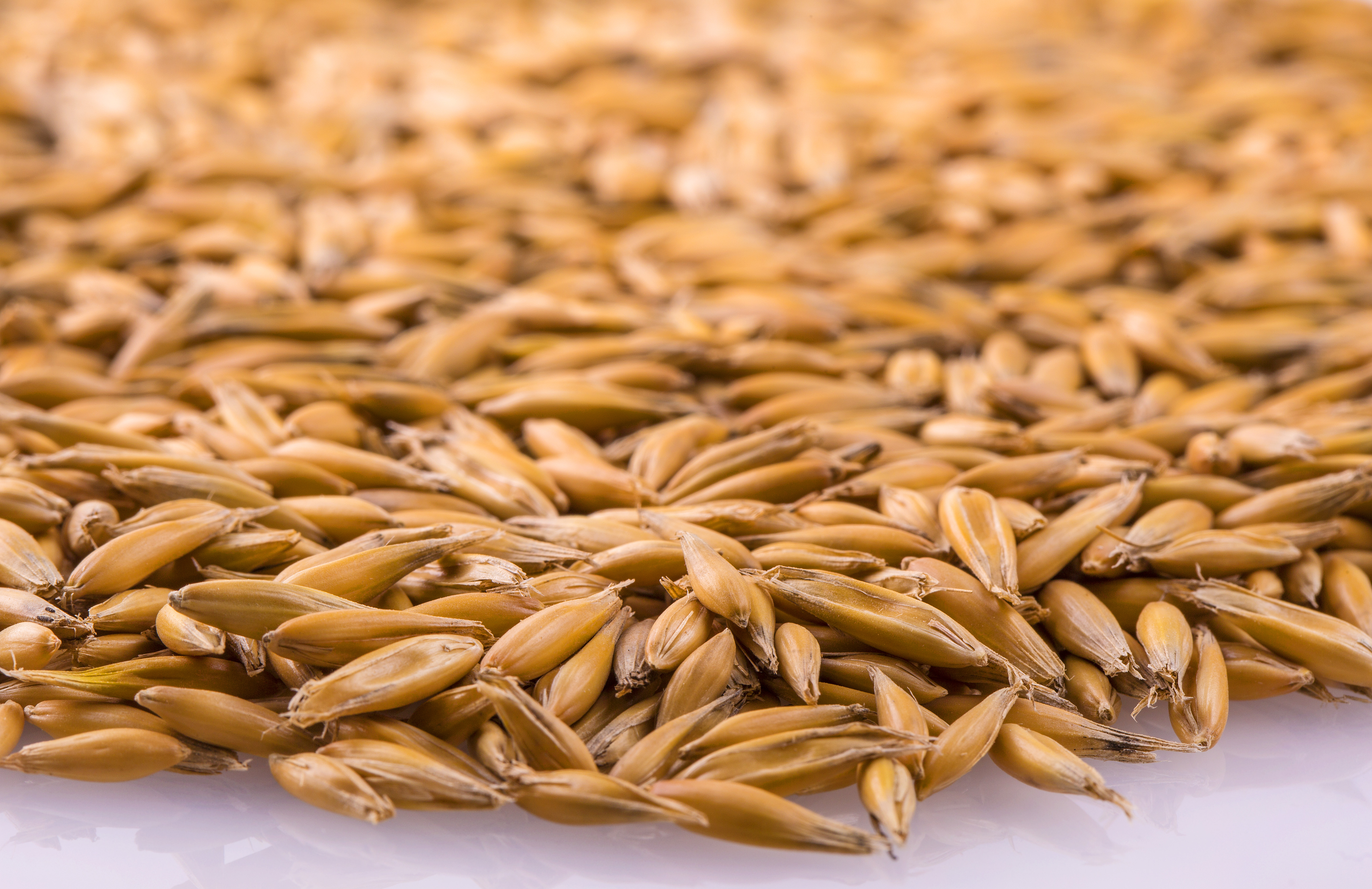 Khapli Wheat